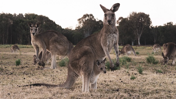 australia